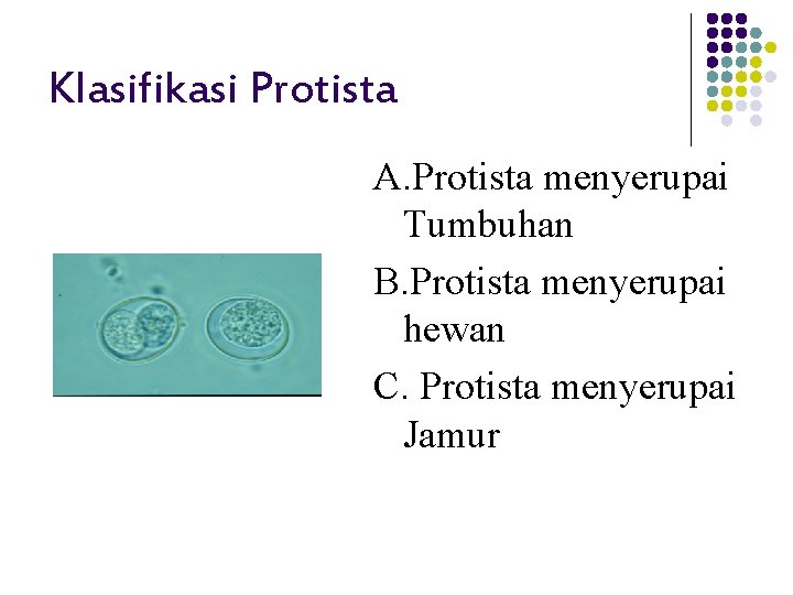 Klasifikasi Protista A. Protista menyerupai Tumbuhan B. Protista menyerupai hewan C. Protista menyerupai Jamur
