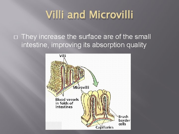 Villi and Microvilli � They increase the surface are of the small intestine, improving Villi and Microvilli � They increase the surface are of the small intestine, improving