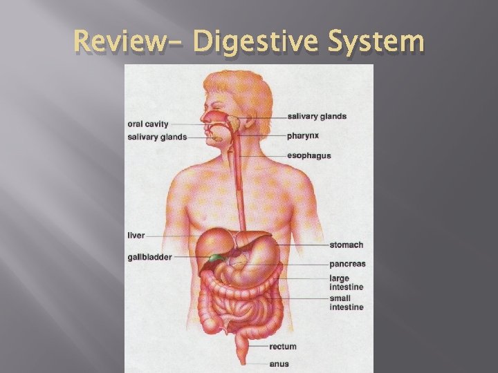 Review- Digestive System Review- Digestive System