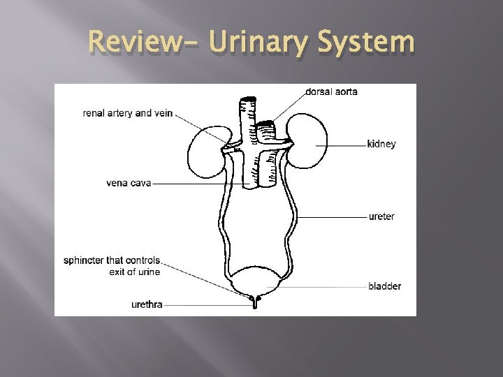 Review- Urinary System Review- Urinary System
