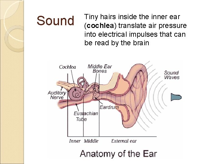 Sound Tiny hairs inside the inner ear (cochlea) translate air pressure into electrical impulses