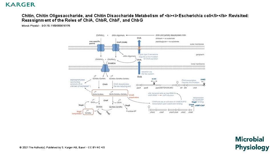 Chitin, Chitin Oligosaccharide, and Chitin Disaccharide Metabolism of <b><i>Escherichia coli</i></b> Revisited: Reassignment of the