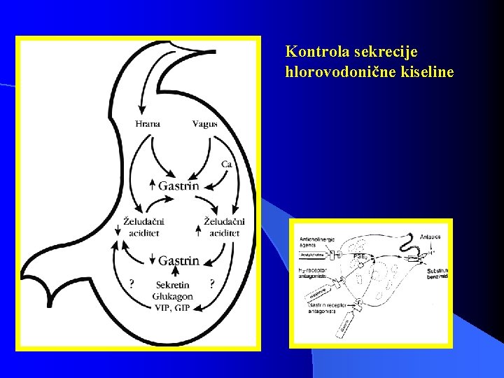 Kontrola sekrecije hlorovodonične kiseline 