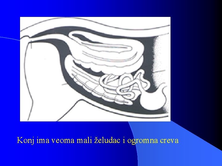 Konj ima veoma mali želudac i ogromna creva 