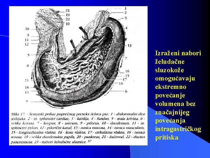 Izraženi nabori želudačne sluzokože omogućavaju ekstremno povećanje volumena bez značajnijeg povećanja intragastričkog pritiska 