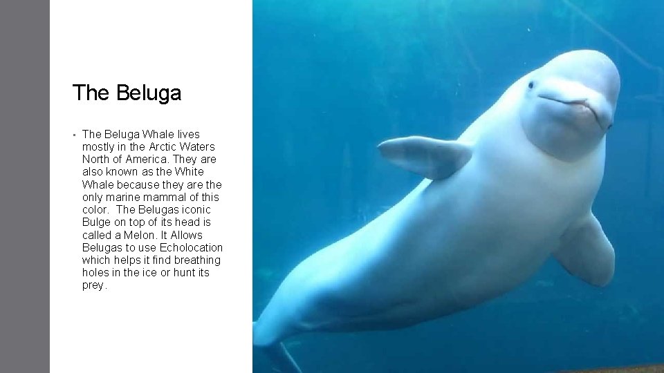 The Beluga • The Beluga Whale lives mostly in the Arctic Waters North of