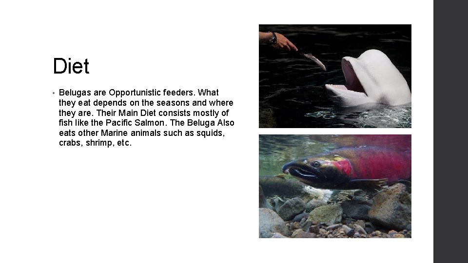 Diet • Belugas are Opportunistic feeders. What they eat depends on the seasons and