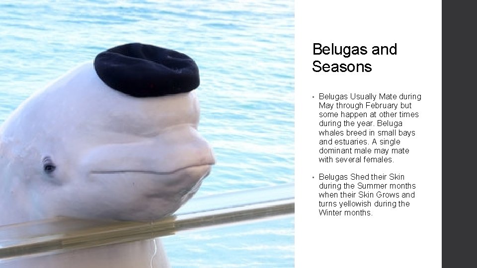 Belugas and Seasons • Belugas Usually Mate during May through February but some happen