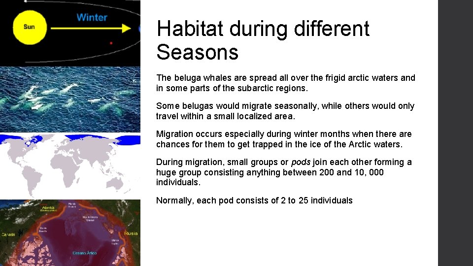Habitat during different Seasons The beluga whales are spread all over the frigid arctic