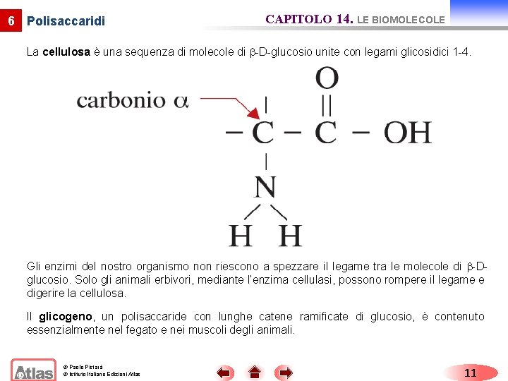 6 Polisaccaridi CAPITOLO 14. LE BIOMOLECOLE La cellulosa è una sequenza di molecole di