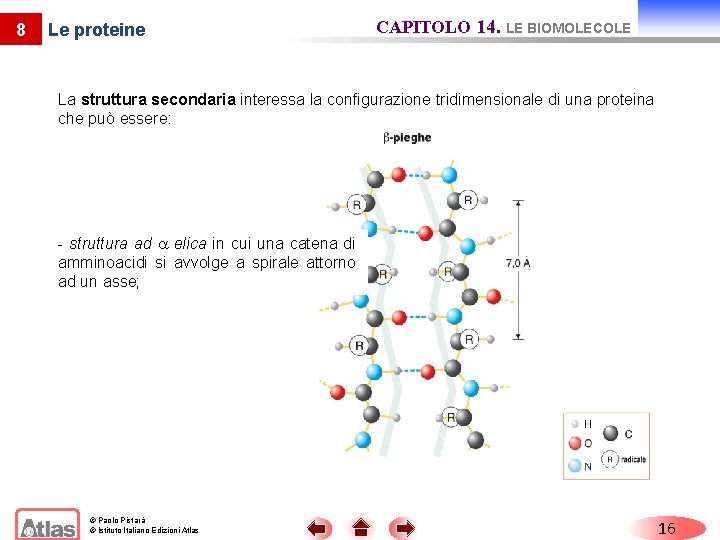 8 Le proteine CAPITOLO 14. LE BIOMOLECOLE La struttura secondaria interessa la configurazione tridimensionale