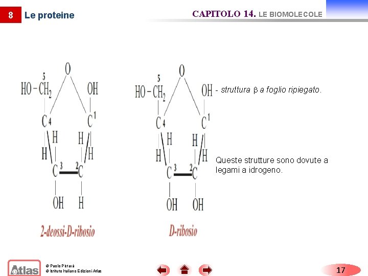 8 Le proteine CAPITOLO 14. LE BIOMOLECOLE - struttura a foglio ripiegato. Queste strutture