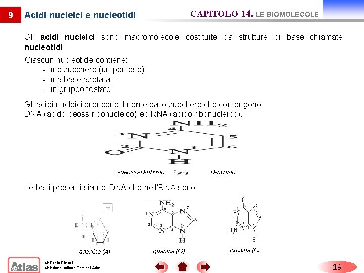 9 CAPITOLO 14. LE BIOMOLECOLE Acidi nucleici e nucleotidi Gli acidi nucleici sono macromolecole