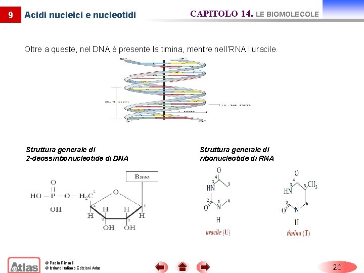 9 Acidi nucleici e nucleotidi CAPITOLO 14. LE BIOMOLECOLE Oltre a queste, nel DNA