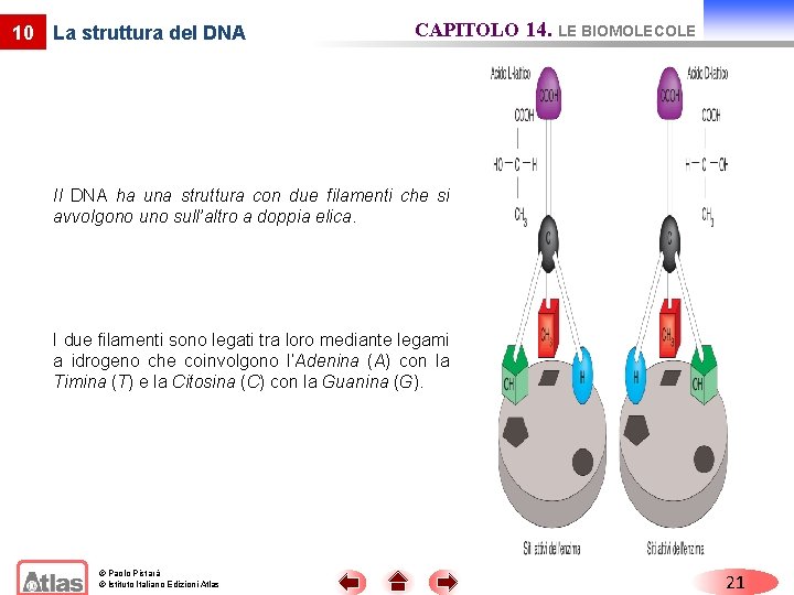 10 La struttura del DNA CAPITOLO 14. LE BIOMOLECOLE Il DNA ha una struttura