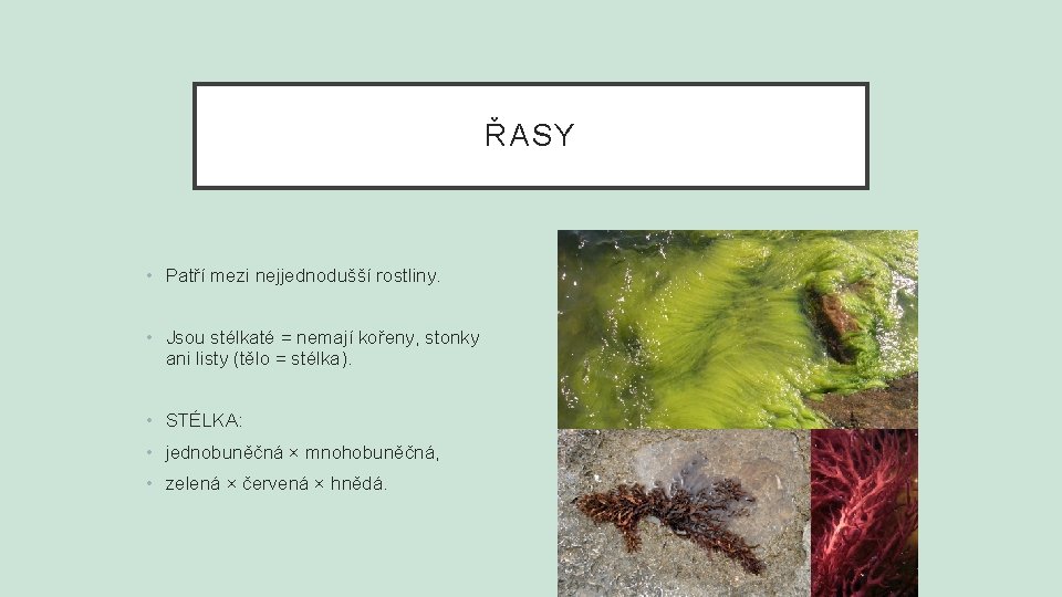 ŘASY • Patří mezi nejjednodušší rostliny. • Jsou stélkaté = nemají kořeny, stonky ani