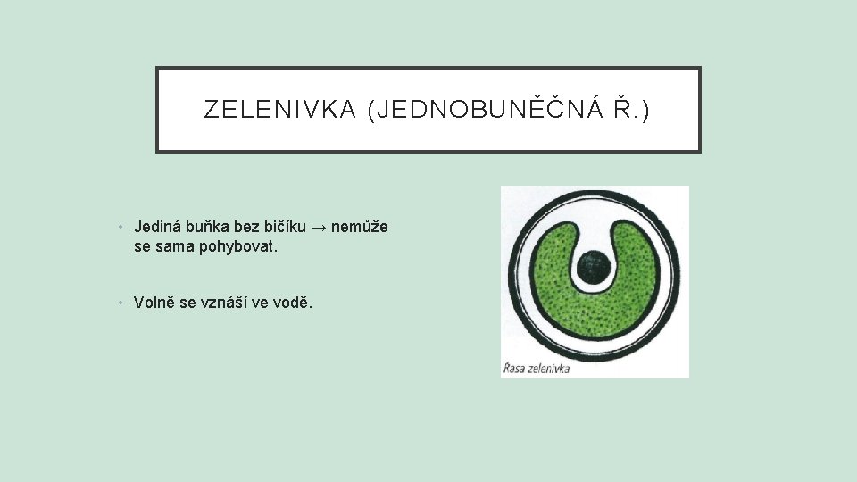 ZELENIVKA (JEDNOBUNĚČNÁ Ř. ) • Jediná buňka bez bičíku → nemůže se sama pohybovat.