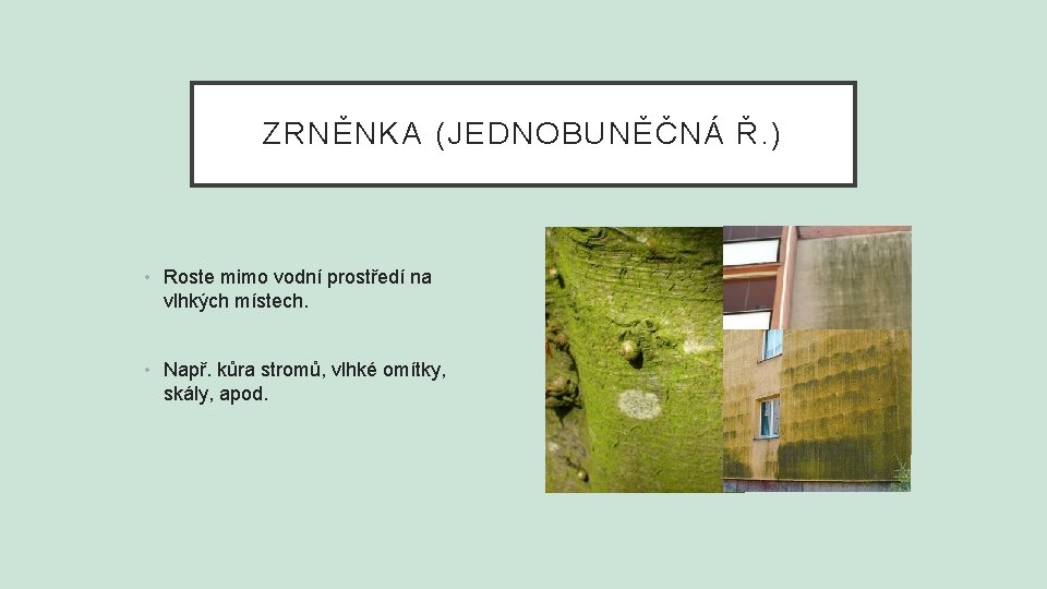 ZRNĚNKA (JEDNOBUNĚČNÁ Ř. ) • Roste mimo vodní prostředí na vlhkých místech. • Např.