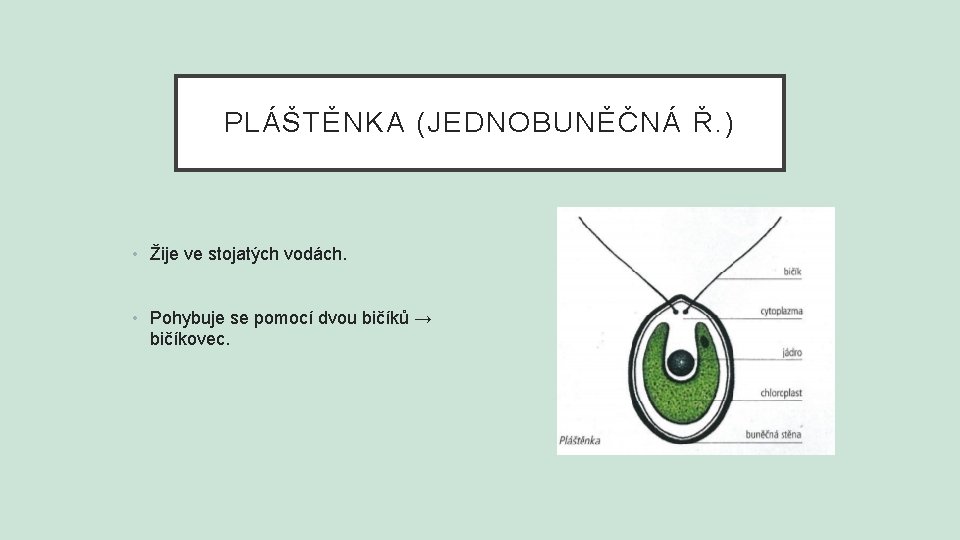 PLÁŠTĚNKA (JEDNOBUNĚČNÁ Ř. ) • Žije ve stojatých vodách. • Pohybuje se pomocí dvou