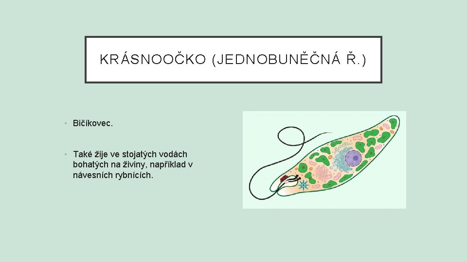 KRÁSNOOČKO (JEDNOBUNĚČNÁ Ř. ) • Bičíkovec. • Také žije ve stojatých vodách bohatých na