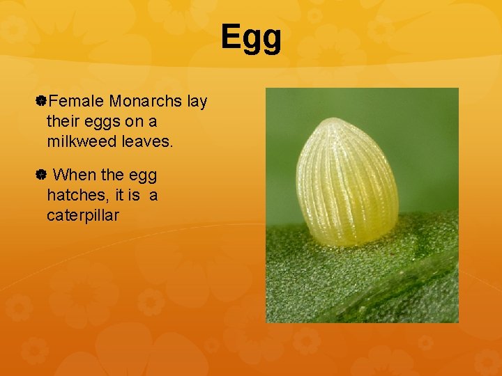 Egg Female Monarchs lay their eggs on a milkweed leaves. When the egg hatches,