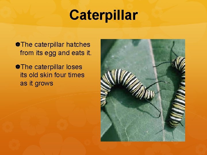 Caterpillar The caterpillar hatches from its egg and eats it. The caterpillar loses its