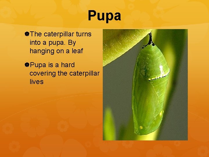 Pupa The caterpillar turns into a pupa. By hanging on a leaf Pupa is