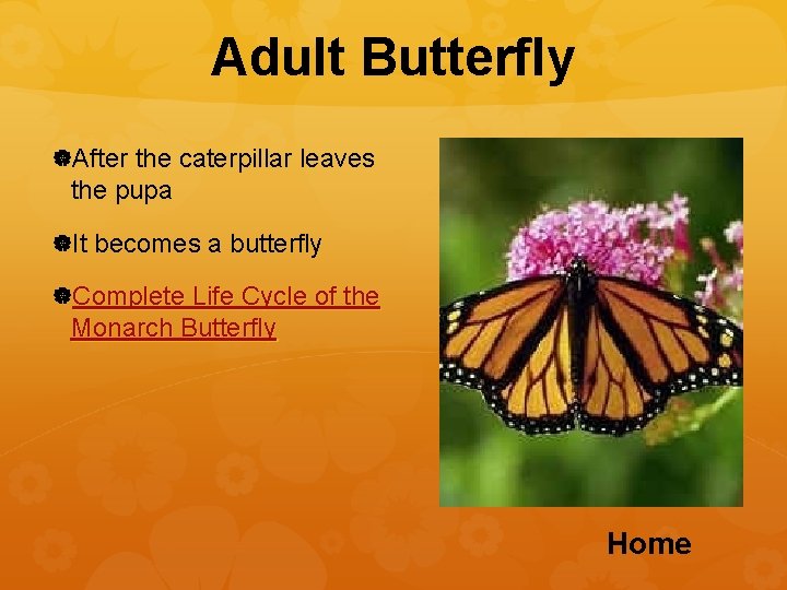 Adult Butterfly After the caterpillar leaves the pupa It becomes a butterfly Complete Life
