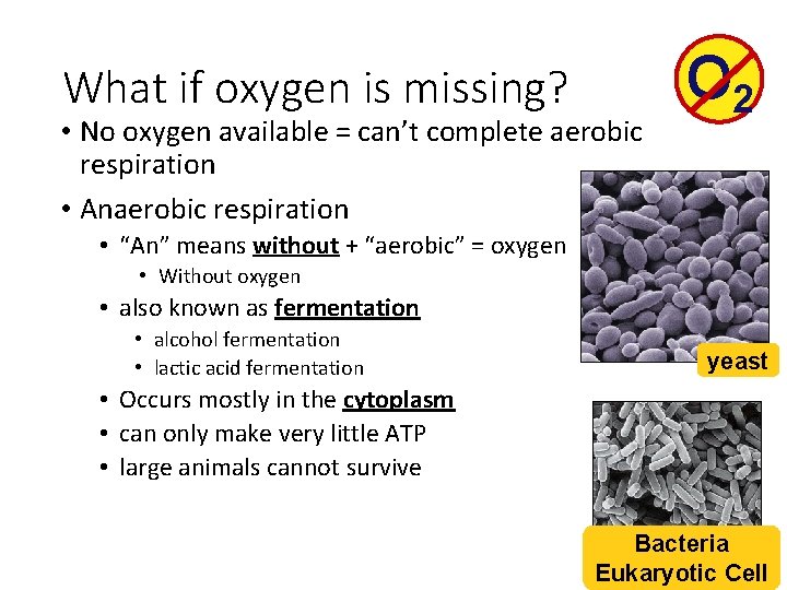 What if oxygen is missing? • No oxygen available = can’t complete aerobic respiration