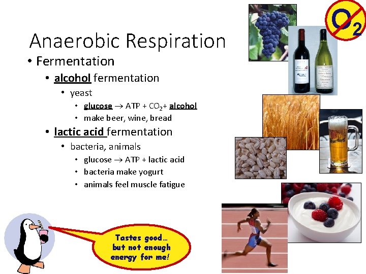 Anaerobic Respiration • Fermentation • alcohol fermentation • yeast • glucose ATP + CO