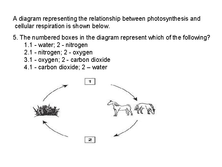 A diagram representing the relationship between photosynthesis and cellular respiration is shown below. 5.