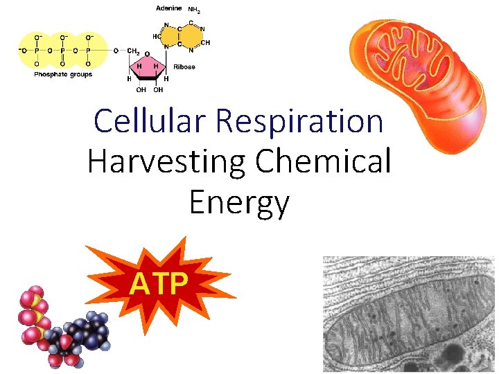 Cellular Respiration Harvesting Chemical Energy ATP 2009 -2010 