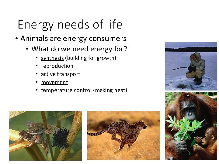 Energy needs of life • Animals are energy consumers • What do we need