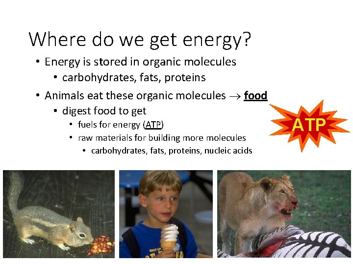 Where do we get energy? • Energy is stored in organic molecules • carbohydrates,