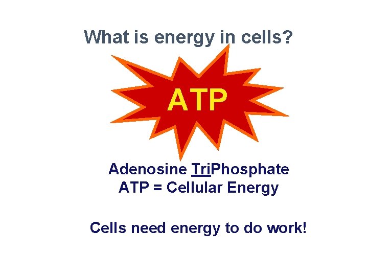 What is energy in cells? ATP Adenosine Tri. Phosphate ATP = Cellular Energy Cells