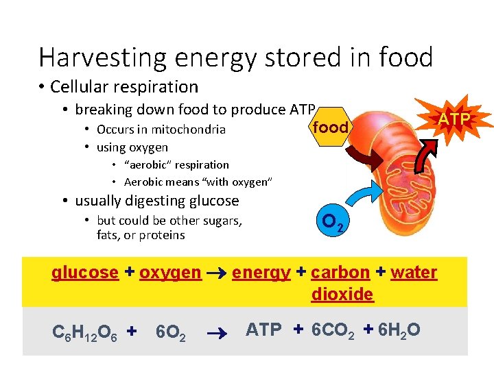 Harvesting energy stored in food • Cellular respiration • breaking down food to produce