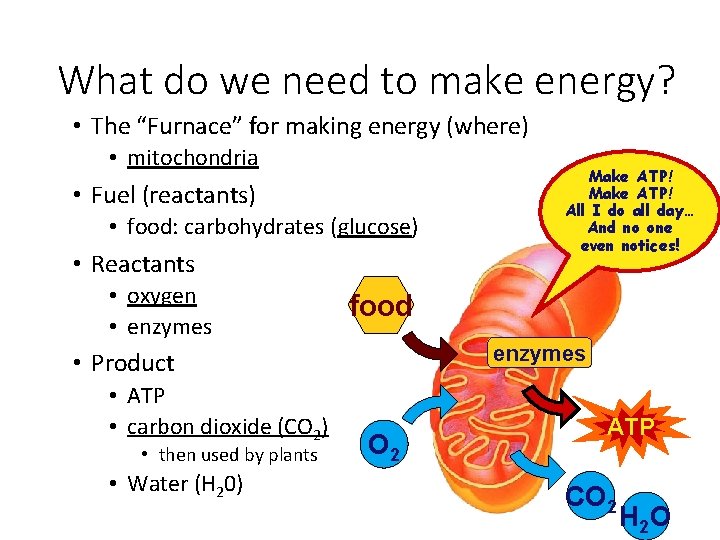 What do we need to make energy? • The “Furnace” for making energy (where)