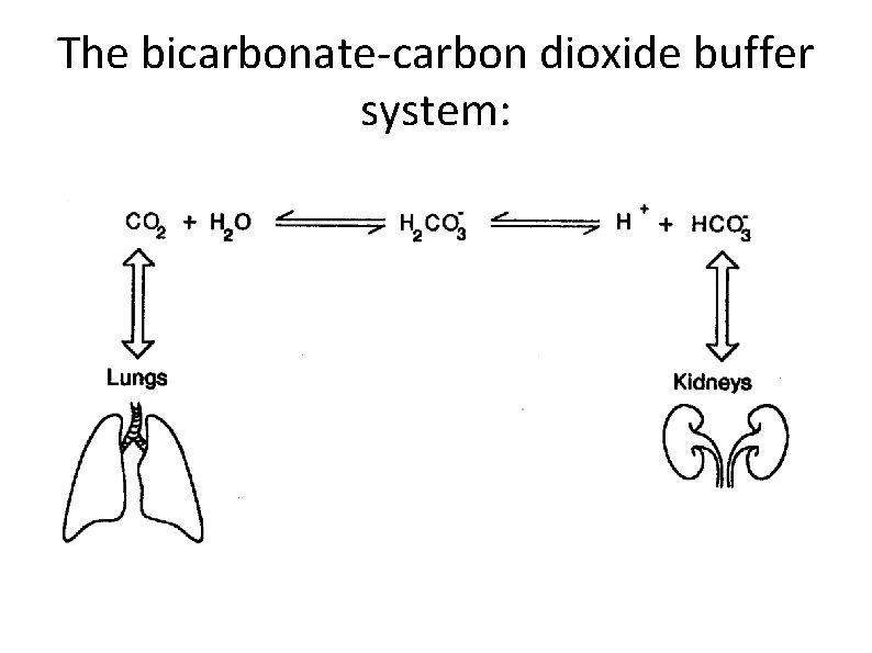 The bicarbonate-carbon dioxide buffer system: 