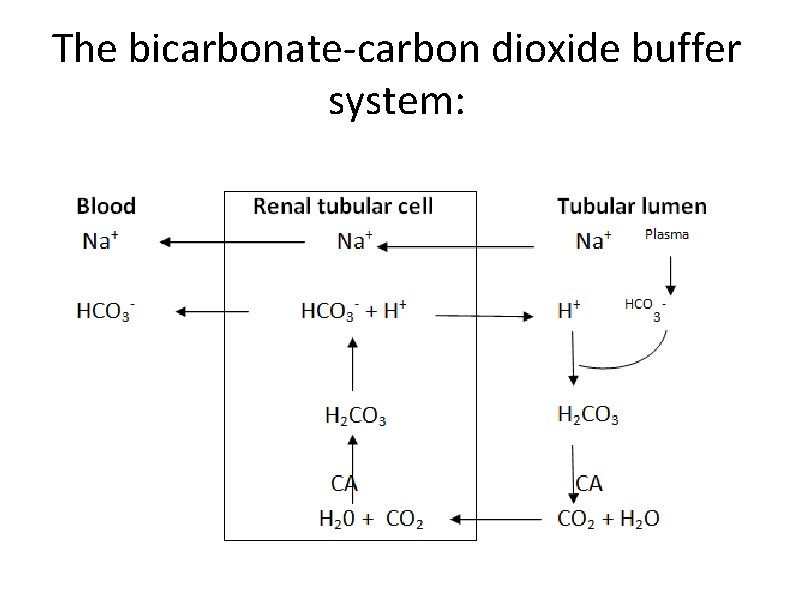 The bicarbonate-carbon dioxide buffer system: 