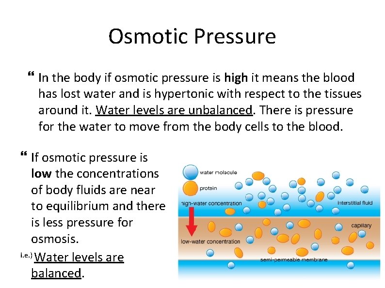 Osmotic Pressure In the body if osmotic pressure is high it means the blood