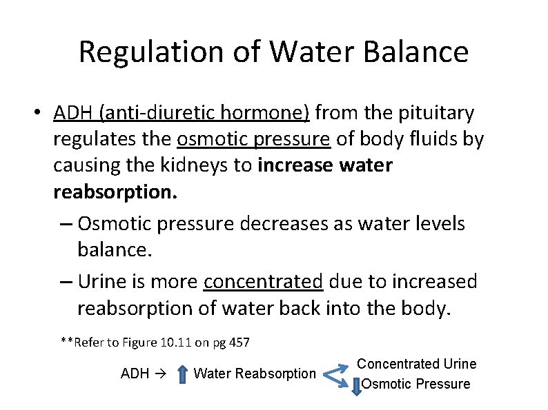 Regulation of Water Balance • ADH (anti-diuretic hormone) from the pituitary regulates the osmotic