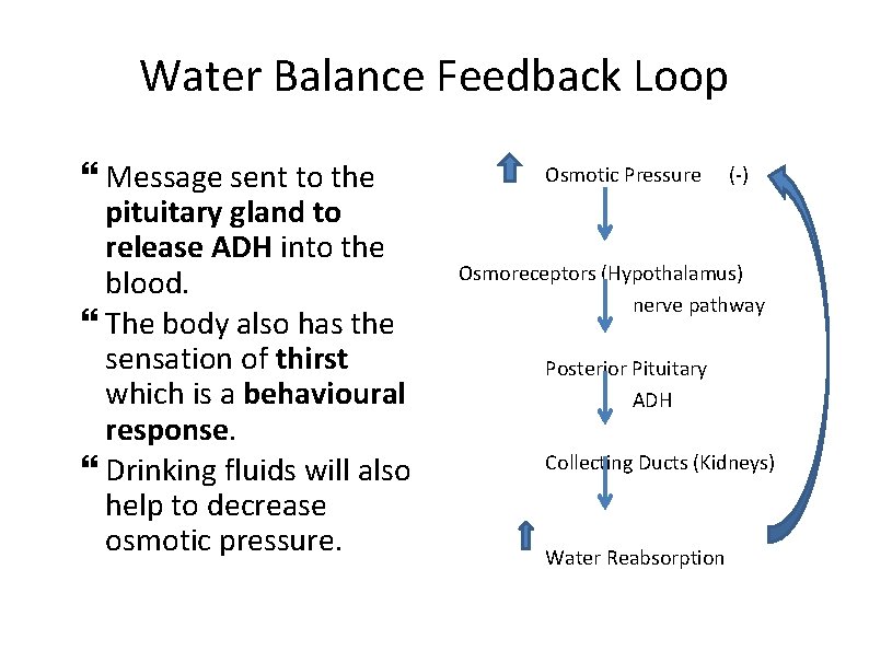 Water Balance Feedback Loop Message sent to the pituitary gland to release ADH into