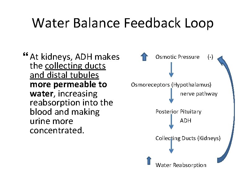 Water Balance Feedback Loop At kidneys, ADH makes the collecting ducts and distal tubules
