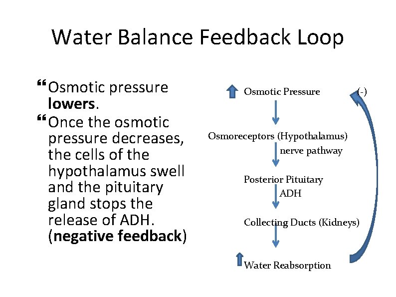 Water Balance Feedback Loop Osmotic pressure lowers. Once the osmotic pressure decreases, the cells