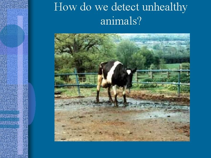 How do we detect unhealthy animals? 