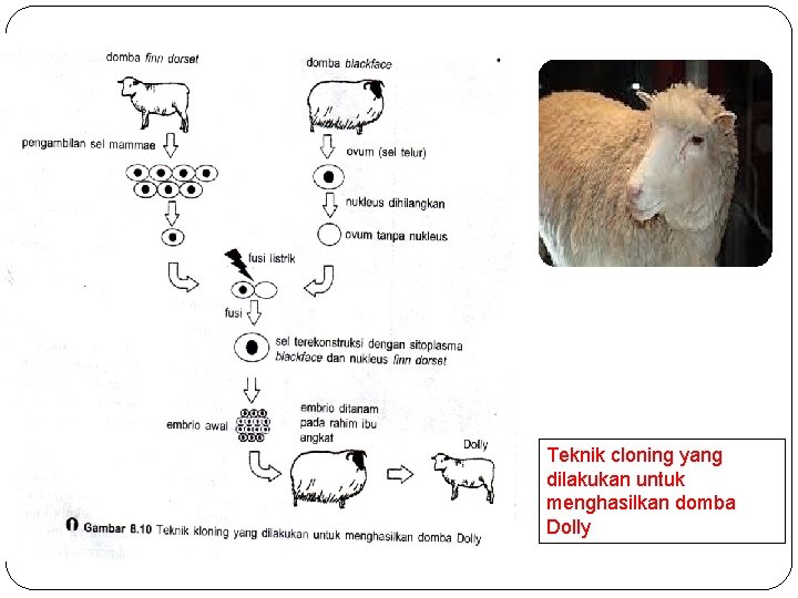 Teknik cloning yang dilakukan untuk menghasilkan domba Dolly 