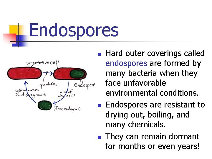 Endospores n n n Hard outer coverings called endospores are formed by many bacteria