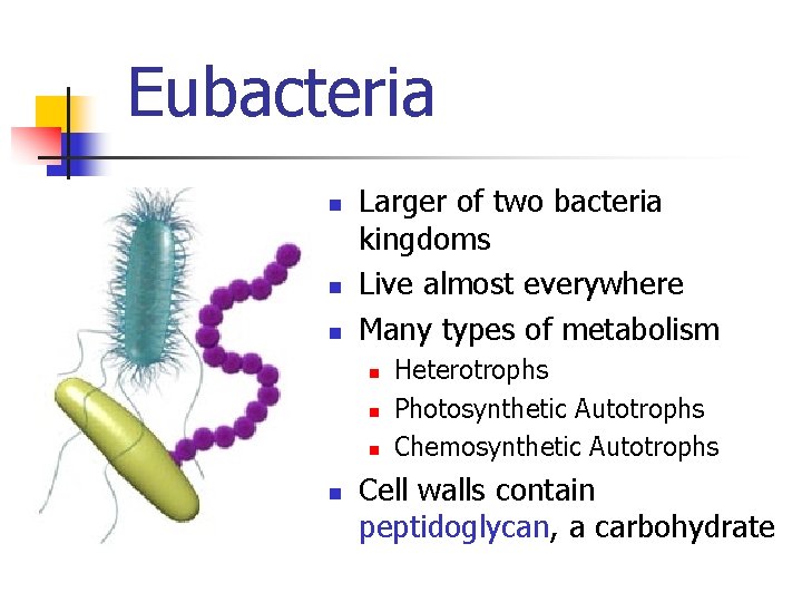 Eubacteria n n n Larger of two bacteria kingdoms Live almost everywhere Many types