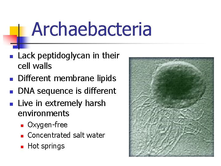 Archaebacteria n n Lack peptidoglycan in their cell walls Different membrane lipids DNA sequence