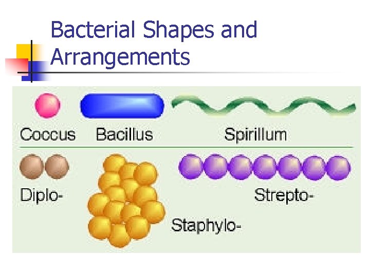 Bacterial Shapes and Arrangements 